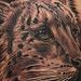 Tattoos - Snow Leopard Tattoo - 73300